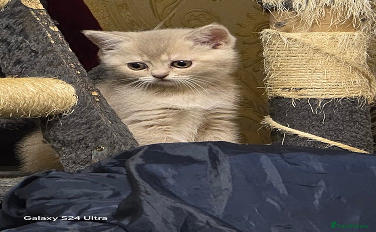 Scottish Fold cats for sale - Advert 1