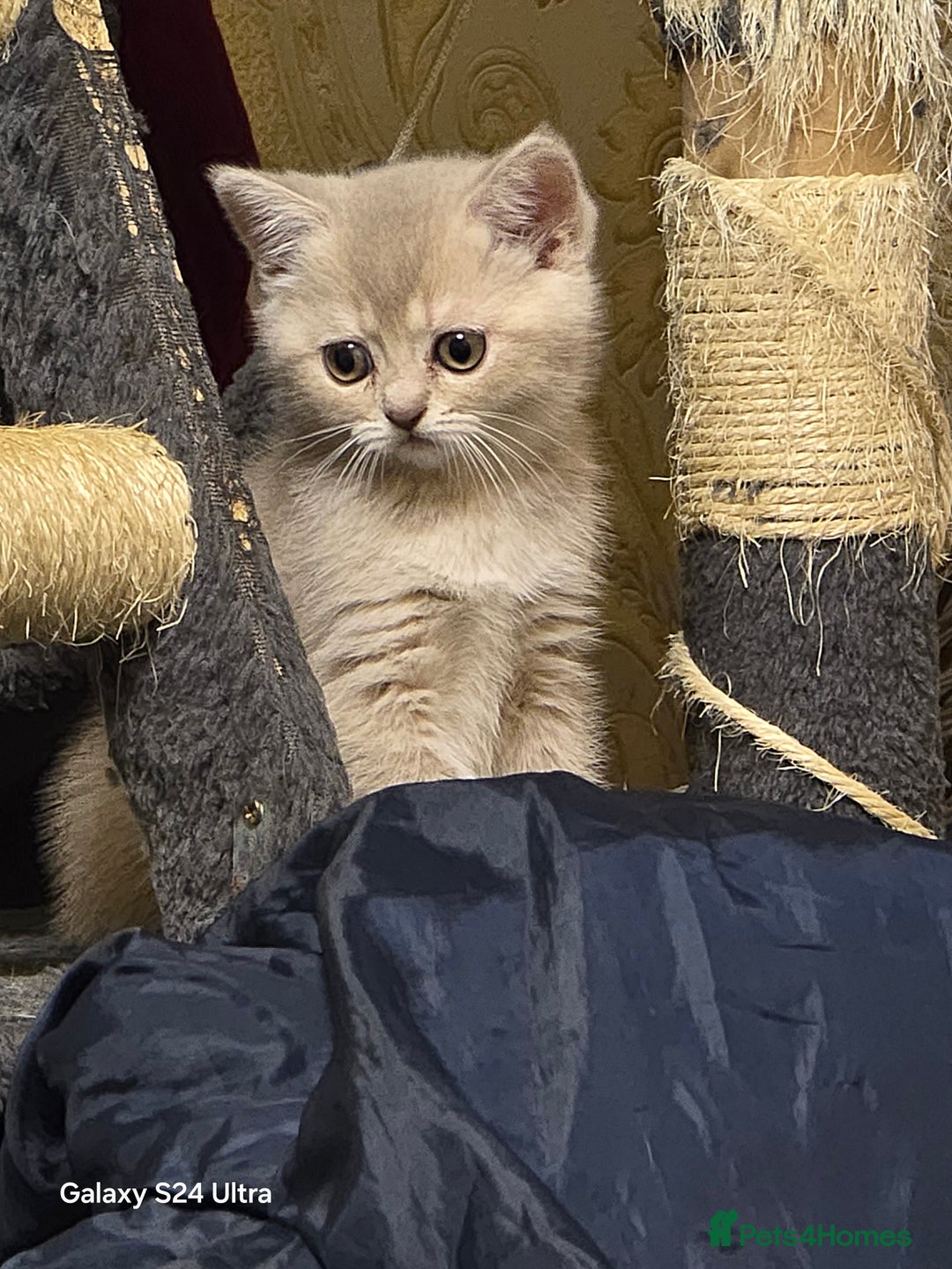 Scottish Fold cats for sale: Ready to leave cute kittens  - Image 1