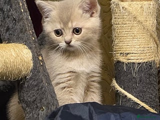 Scottish Fold cats - Advert 10