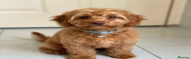 Cavapoo 1