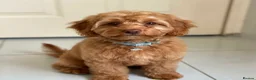 Cavapoo dogs for sale: My beautiful cava poo puppies in London - Advert 3