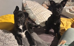 Mixed Breed dogs for sale: Pomsky/ La Pom mix puppies  - Image 4