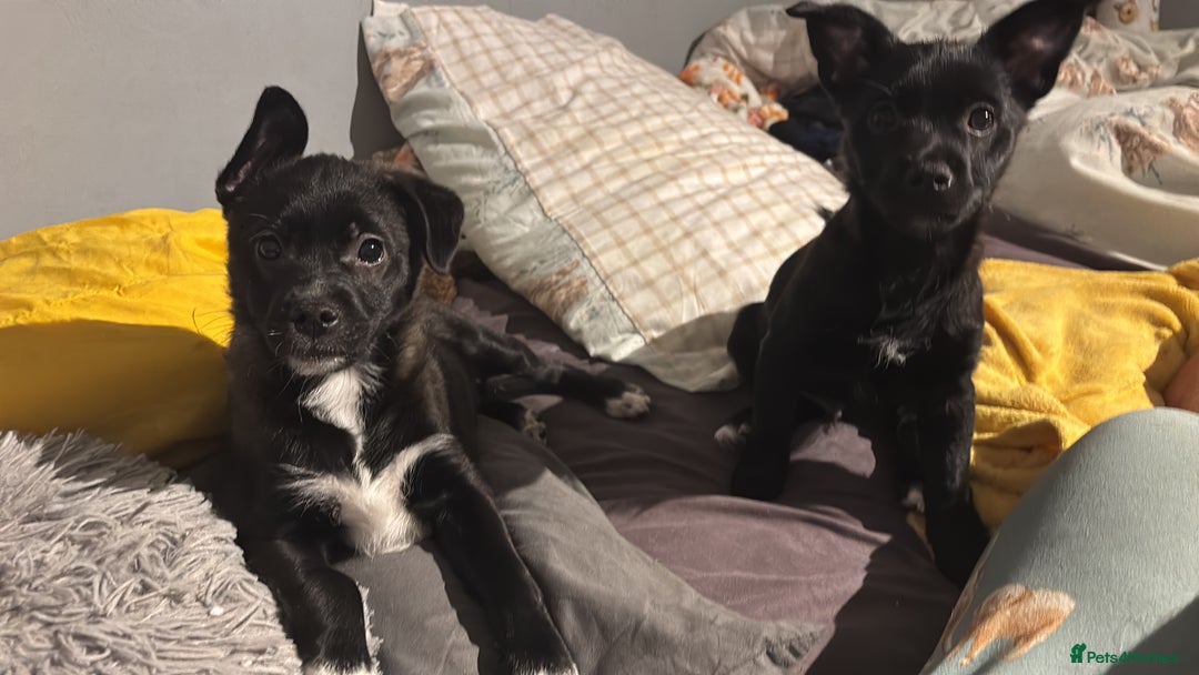 Mixed Breed dogs for sale: Pomsky/ La Pom mix puppies  - Image 4