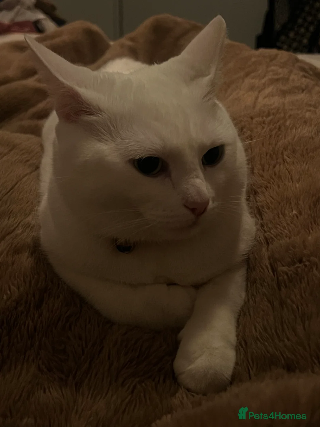 Domestic Shorthair cats for sale: Beautiful Friendly Spayed Female Cats - Advert 7