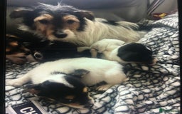 Jack Russell dogs for sale: Jack russell - Image 6