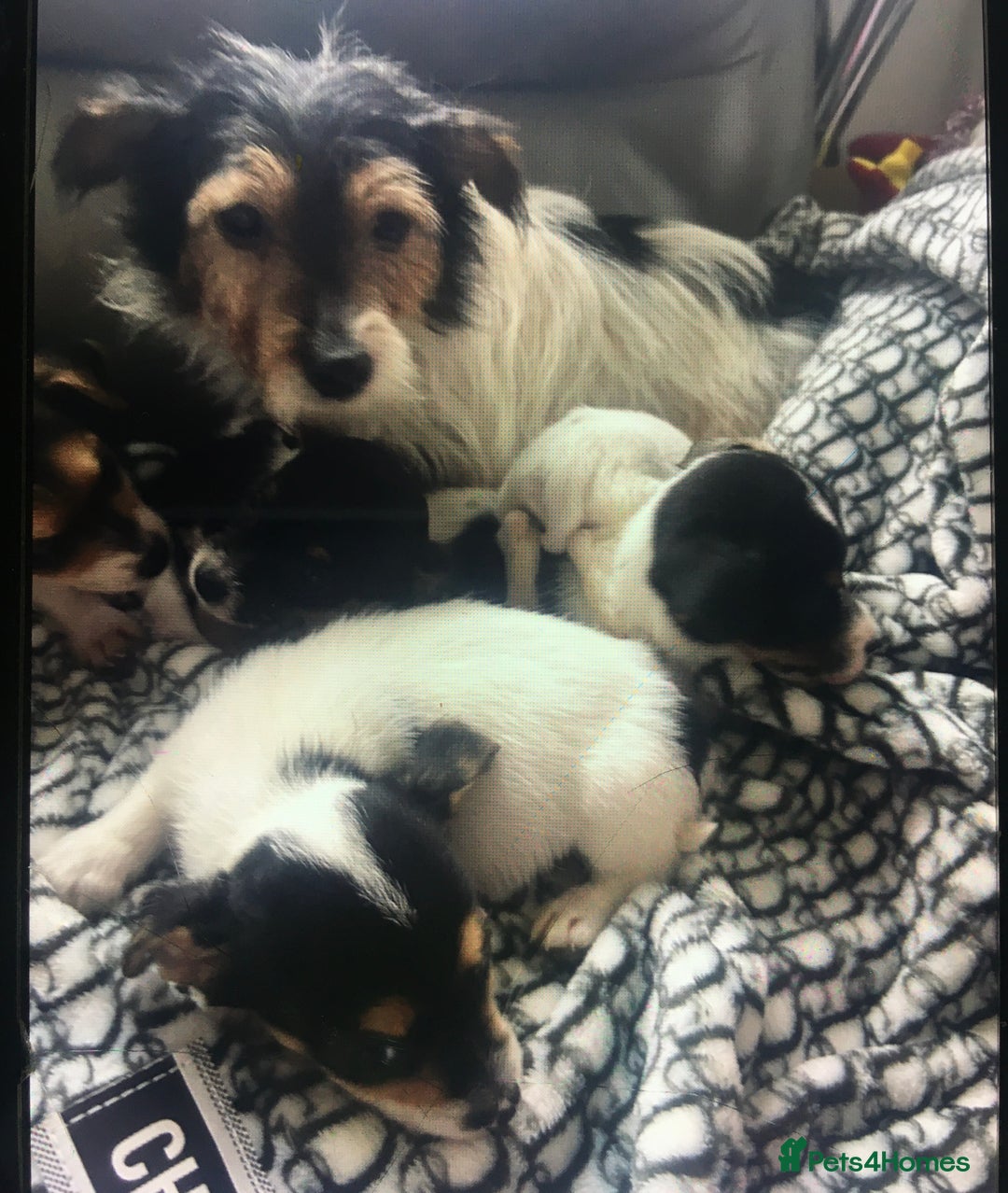 Jack Russell dogs for sale: Jack russell - Image 6
