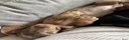 Miniature Dachshund dogs for sale: Miniature dachshund for sale male  in Saint Helens - Advert 8
