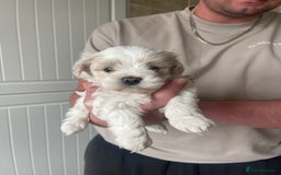 Maltese dogs for sale: Adorable KC Korean Maltese X Malshi puppies 🐾 - Image 4