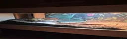 Tortoise reptiles for sale: Male 4 year old horsefield tortoise  in Darlington - Advert 4