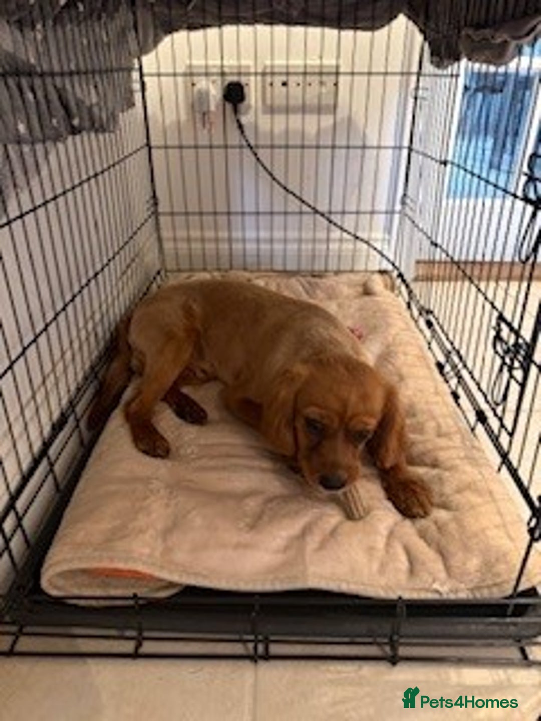 Cavalier King Charles Spaniel dogs for sale: Beautiful 1-Year-Old King Charles Cavalier  - Image 5
