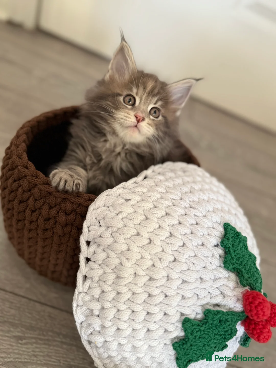 Maine Coon cats for sale: Beautiful GCCF registered Maine coon Kittens  - Advert 14