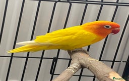 Lovebirds birds for sale: Breeding pair of love birds  - Image 2
