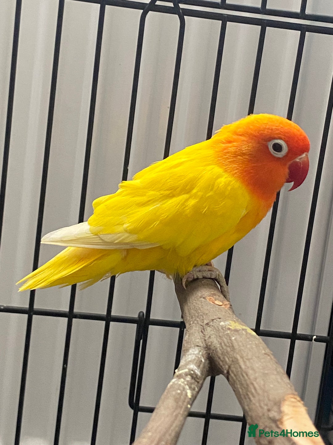 Lovebirds birds for sale: Breeding pair of love birds  - Image 2