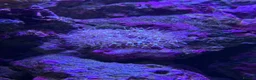 Other/Mixed Breed fish for sale: Marine fish, corals and equiptment for sale - Advert 6