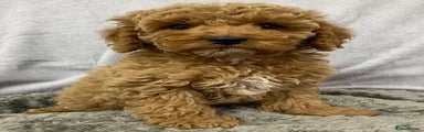 Cavapoo Puppy 4
