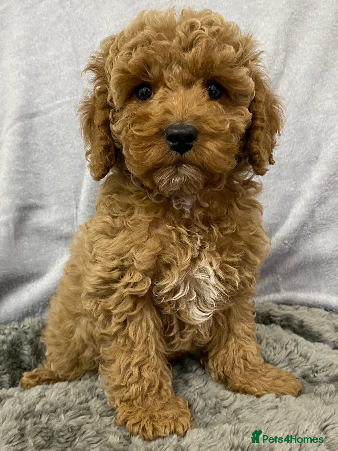 Cavapoo dogs for sale: Cute Cavapoo - Advert 4