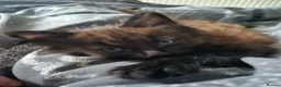 Mixed Breed cats for sale: 8 week old black half maine coone half tabby in Welwyn Garden City - Advert 5