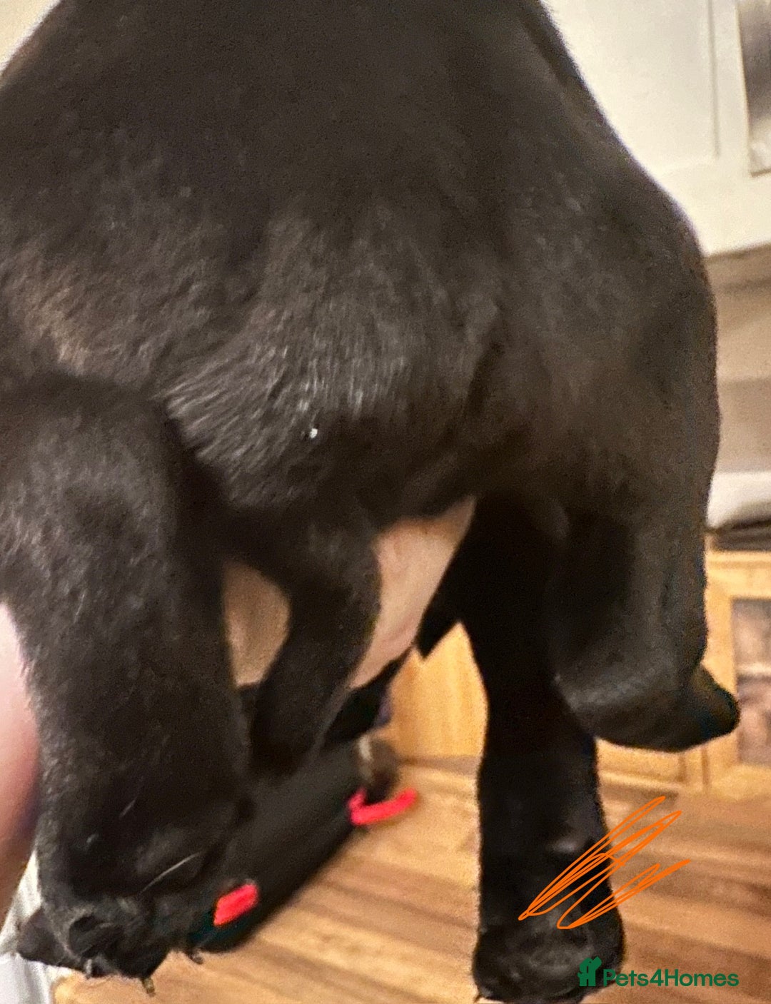 Cane Corso dogs for sale: Beautiful Cane Corso Puppies  - Advert 6