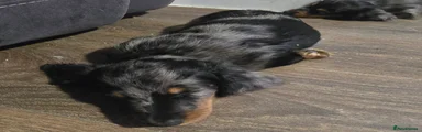 Miniature Dachshund Puppy 1