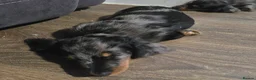 Miniature Dachshund dogs for sale: Miniature dachshund  - Advert 6