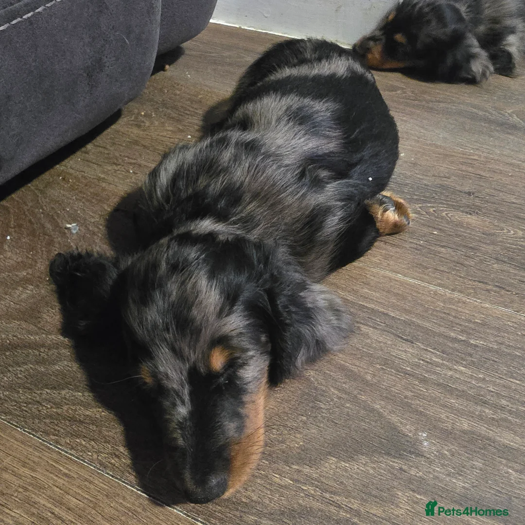 Miniature Dachshund dogs for sale: Miniature dachshund  - Advert 6