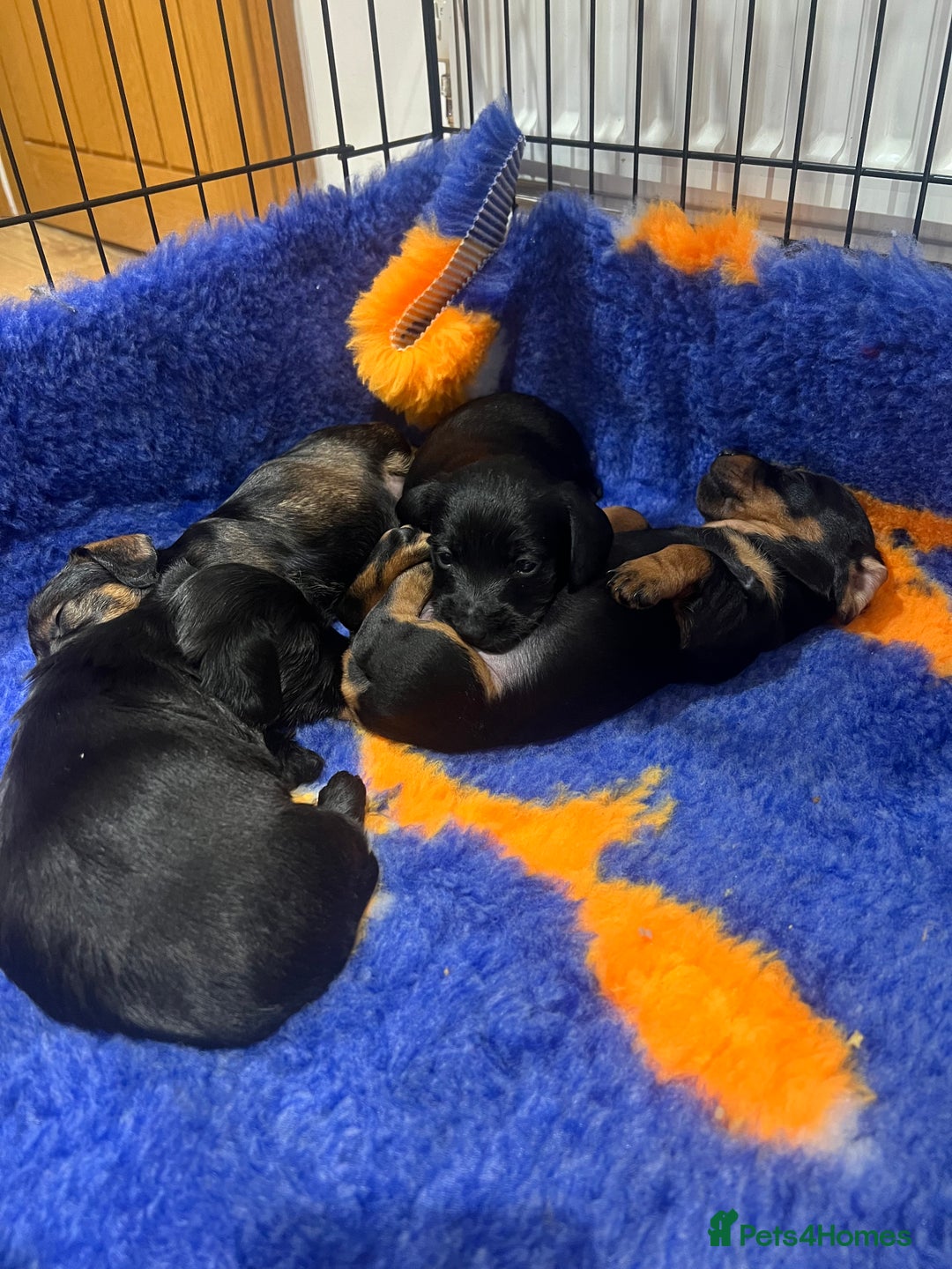 Miniature Dachshund dogs for sale: **Exceptionally well Raised Miniature Dachshunds** - Advert 37