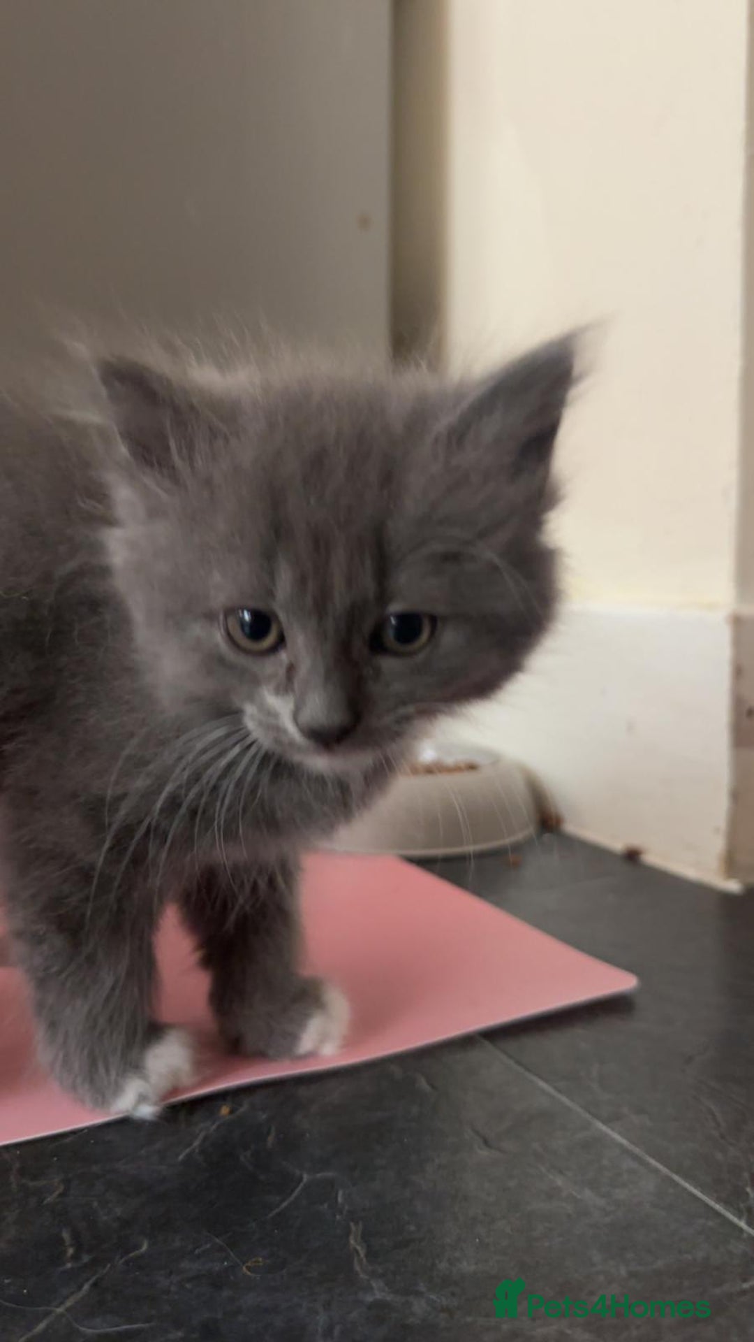 Persian cats for sale: Adorable kittens for sale  - Image 2