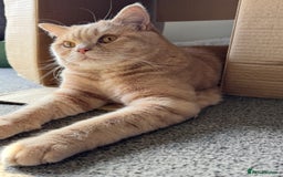 British Shorthair cats for sale: Beautiful BSH Cats Brother and Sister  - Image 5