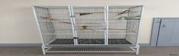 Cockatiels birds for sale: 2 cockatiels + large cage  - Advert 2