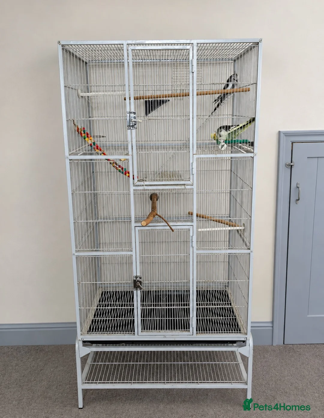 Cockatiels birds for sale: 2 cockatiels + large cage  - Advert 2
