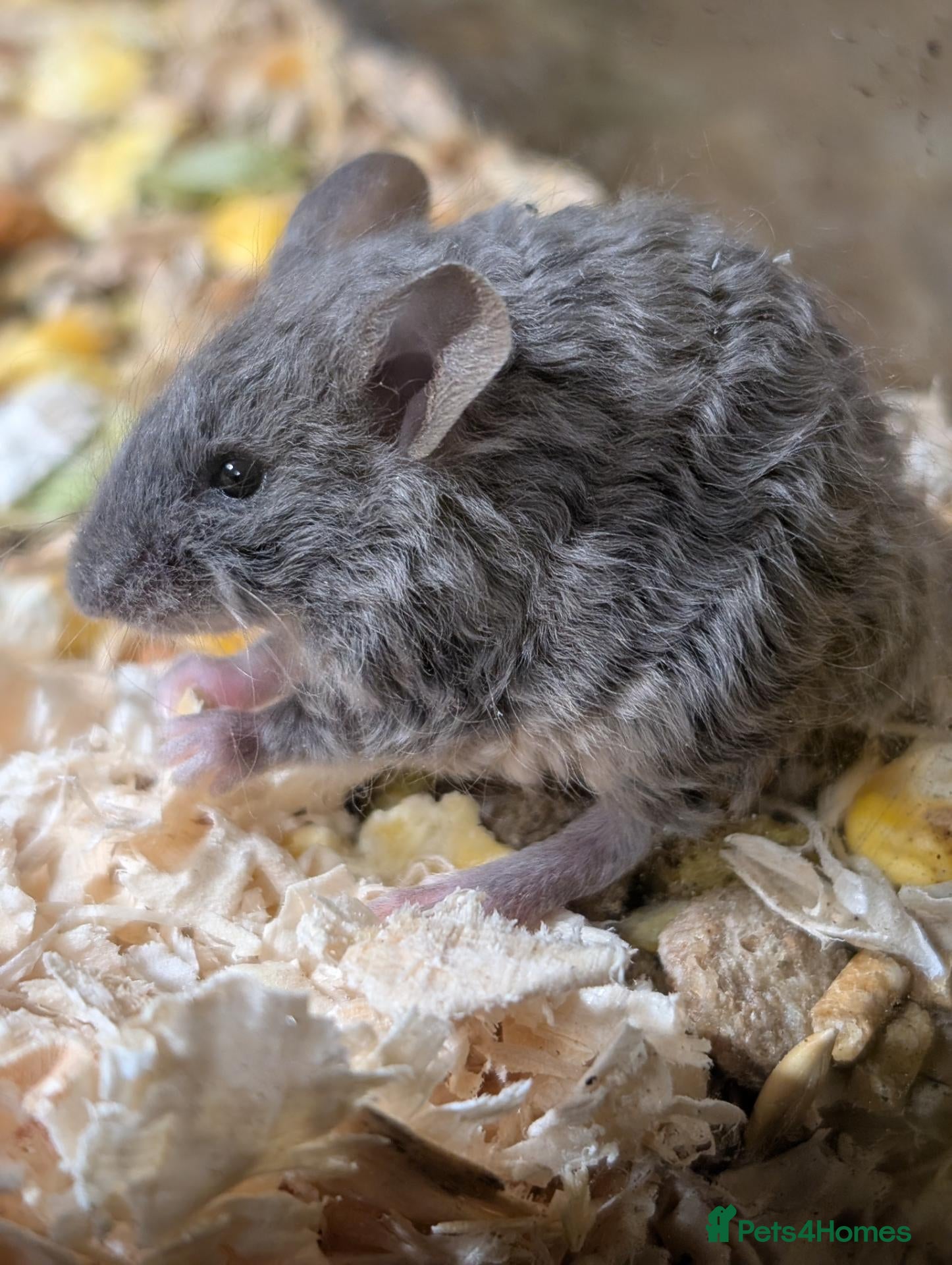 Mouse rodents for sale: Mixed sex Rex coat Mice - Advert 1
