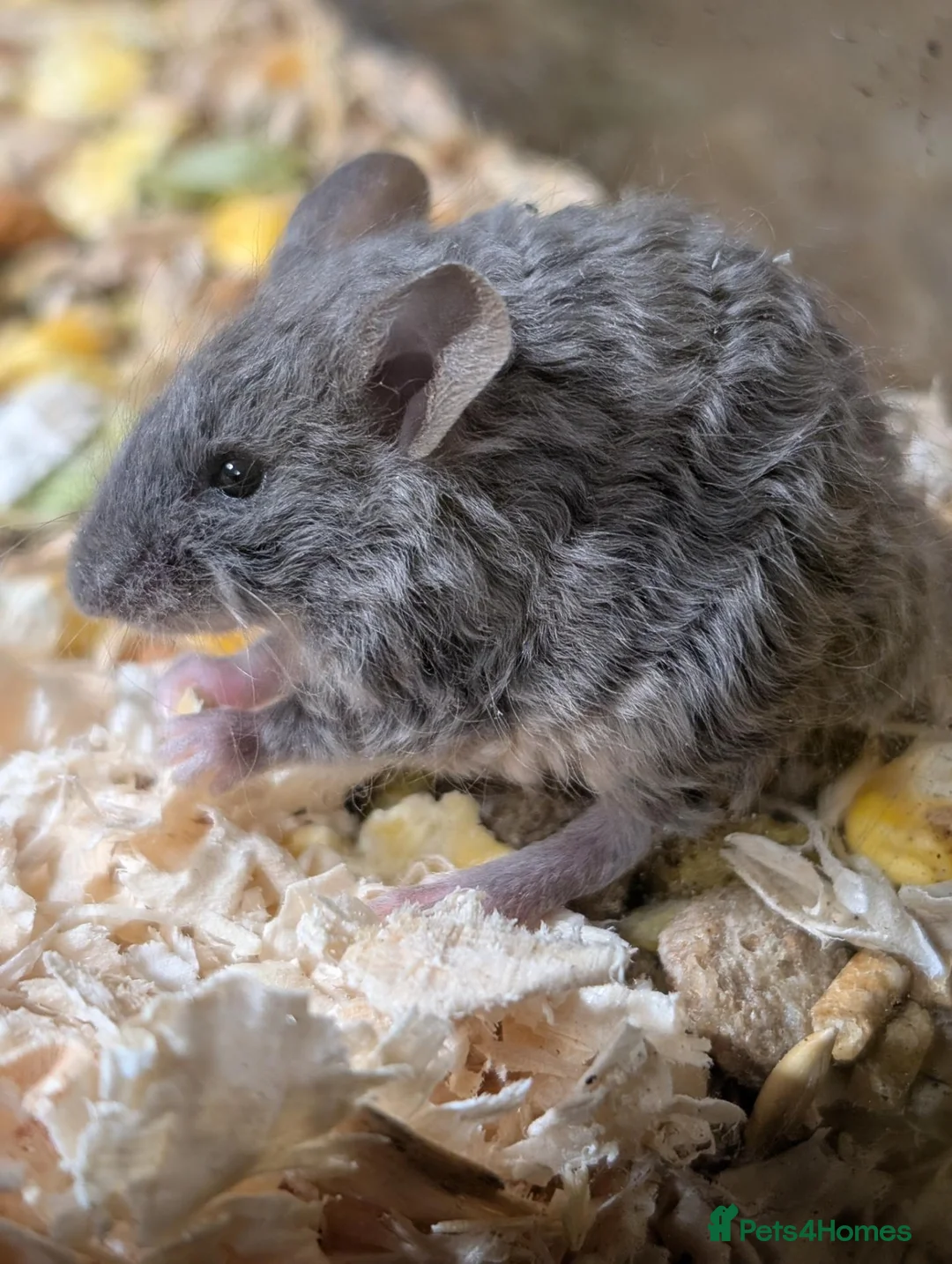 Mouse rodents for sale: Mixed sex Rex coat Mice - Advert 1