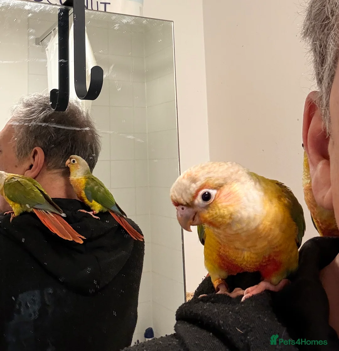 Conures birds for sale: Hand-Raised Pineapple Conure Babies – £300 Each - Advert 2