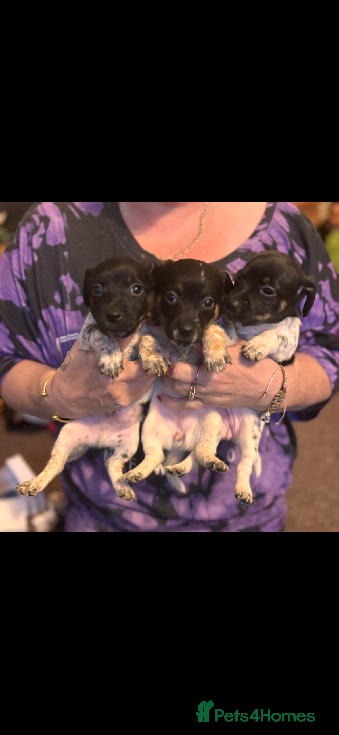 Jack Russell dogs Jack Russell puppies last 3  - Advert 1