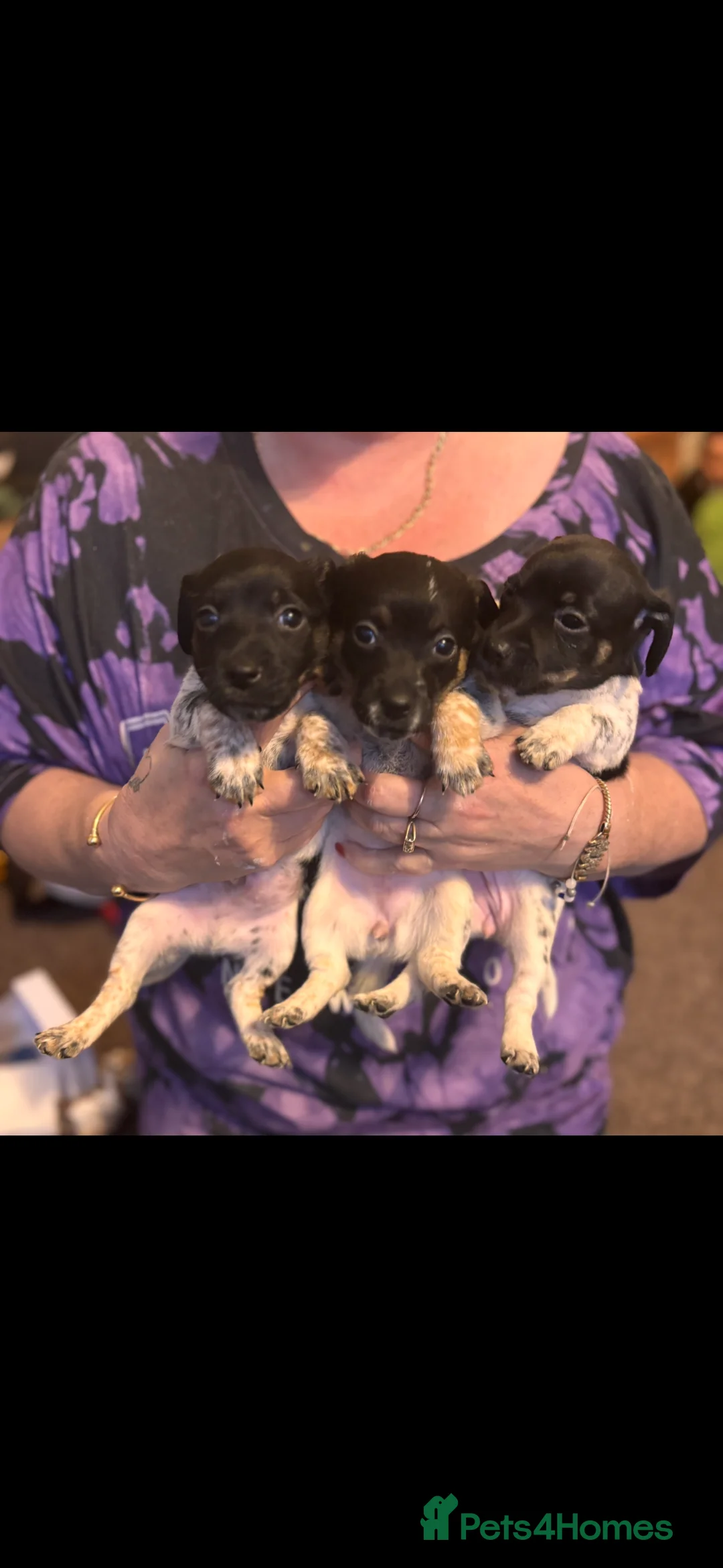 Jack Russell dogs for sale: Jack Russell puppies last 3  - Advert 1