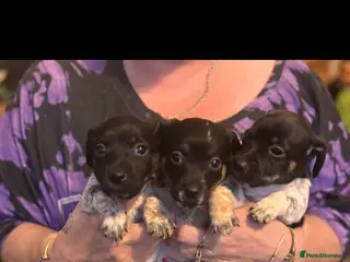 Jack Russell dogs Jack Russell puppies last 3 - Advert 9