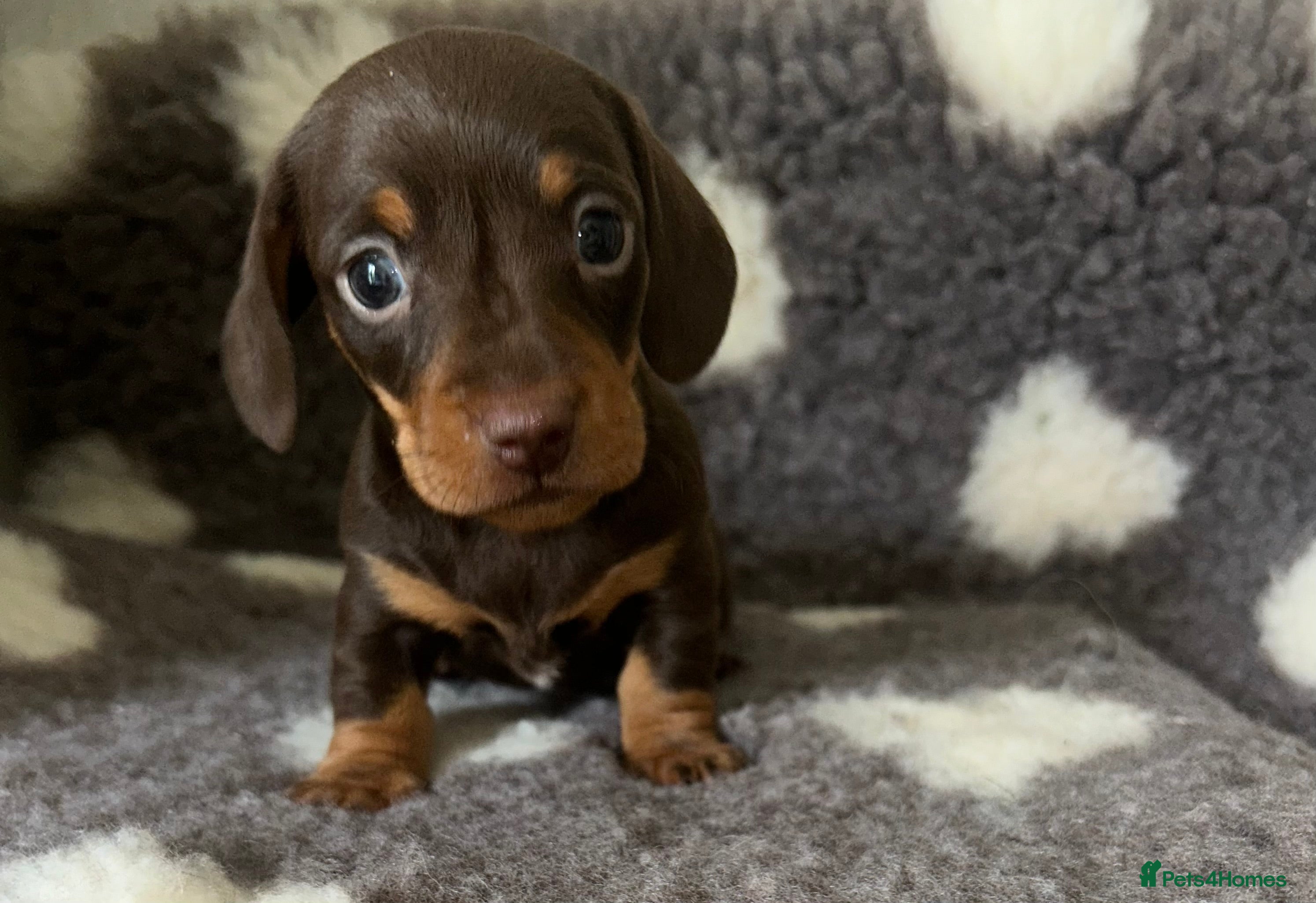 Miniature Dachshund dogs KC Reg Miniature Smooth Dachshund  - Advert 10