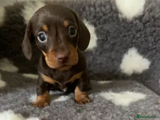 Miniature Dachshund dogs KC Reg Miniature Smooth Dachshund - Advert 10