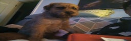 Border Terrier dogs for stud: Stud  - Advert 3