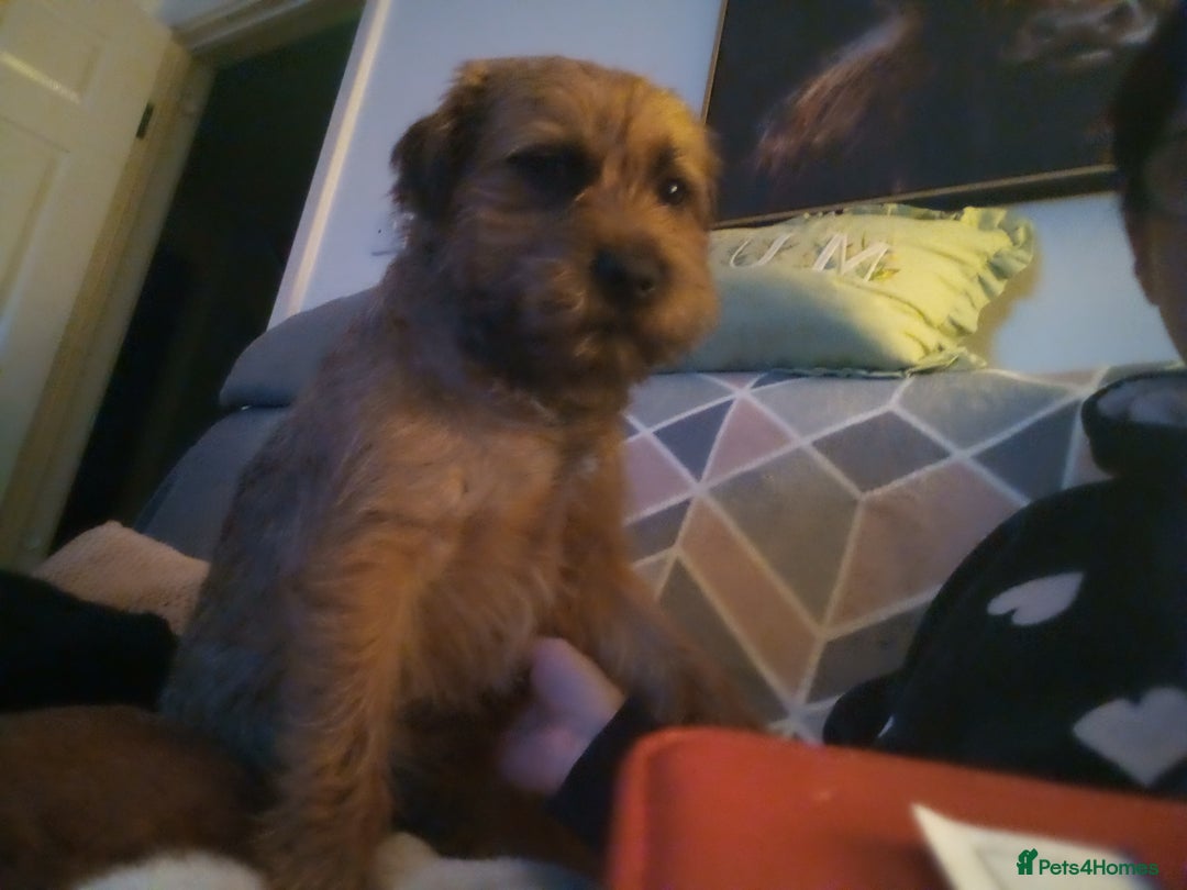 Border Terrier dogs for stud: Stud  - Advert 3