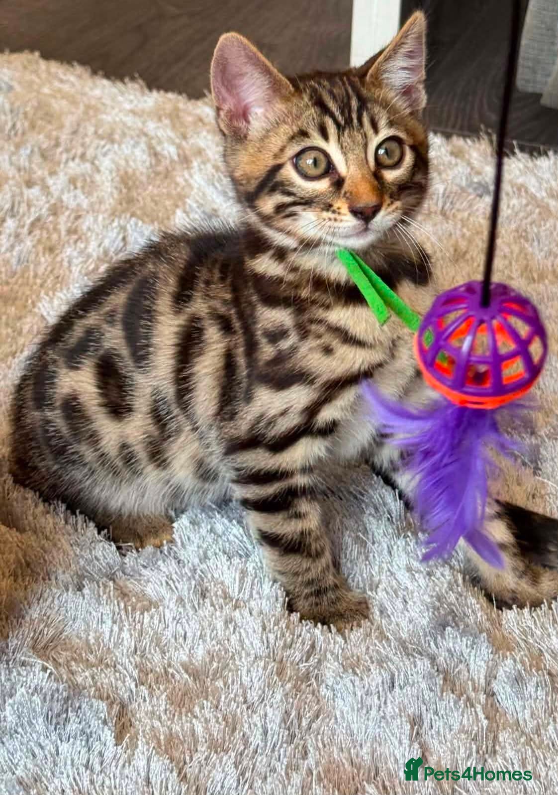 Bengal cats for sale: TICA Rare Snow & Charcoal carrying Bengal kittens! - Advert 16
