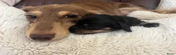 Miniature Dachshund dogs for sale: Long Haired Miniture Dachshund Puppy - Advert 6