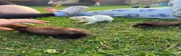 Ferret rodents for sale: Baby ferrets MIXED  - Advert 5