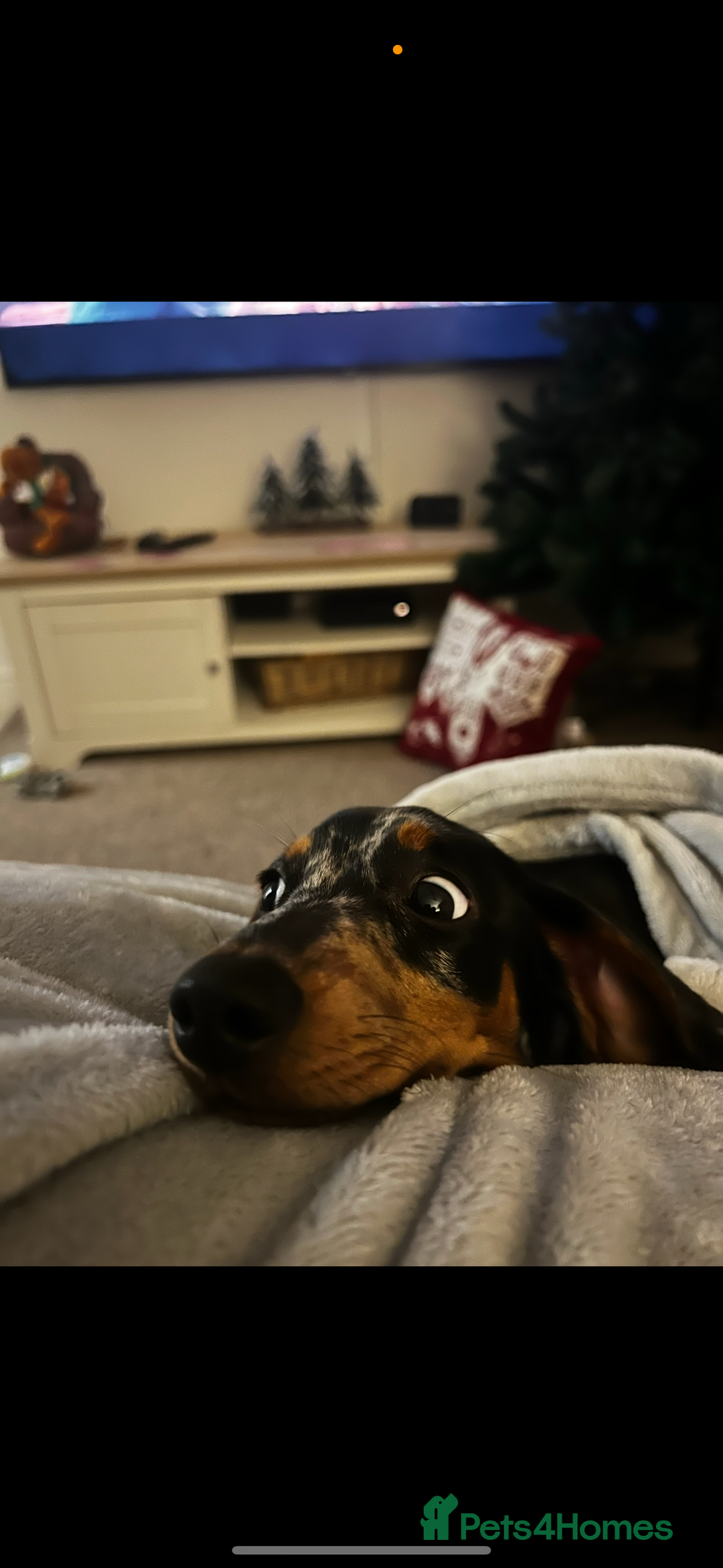 Miniature Dachshund dogs for sale: 2 year old girl  - Image 5