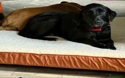 Labrador Retriever dogs for adoption: Pixie - Badersfield Norfolk  - Image 1