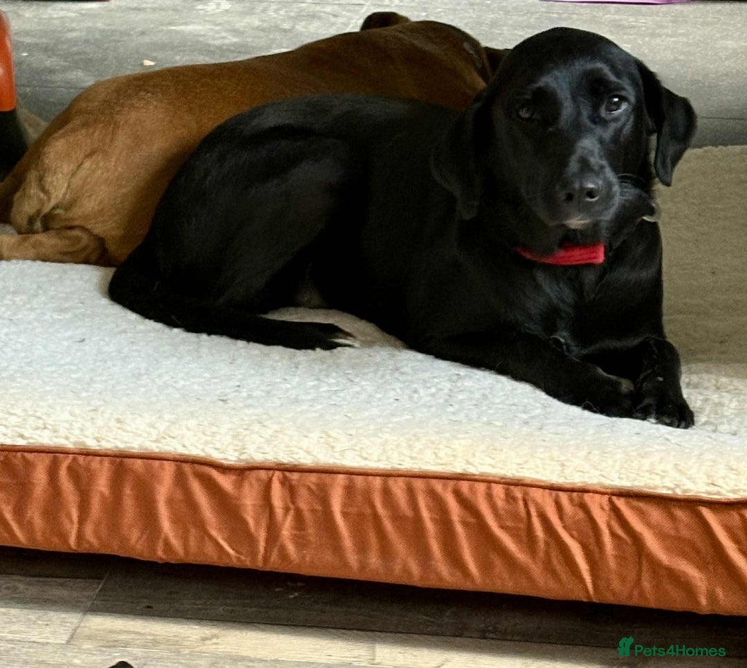Labrador Retriever dogs for adoption: Pixie - Badersfield Norfolk  - Image 1