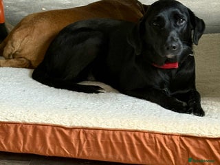 Labrador Retriever dogs - Advert 10