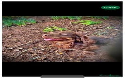 Cocker Spaniel dogs for sale: Quality KC Cocker Spaniels  - Image 4