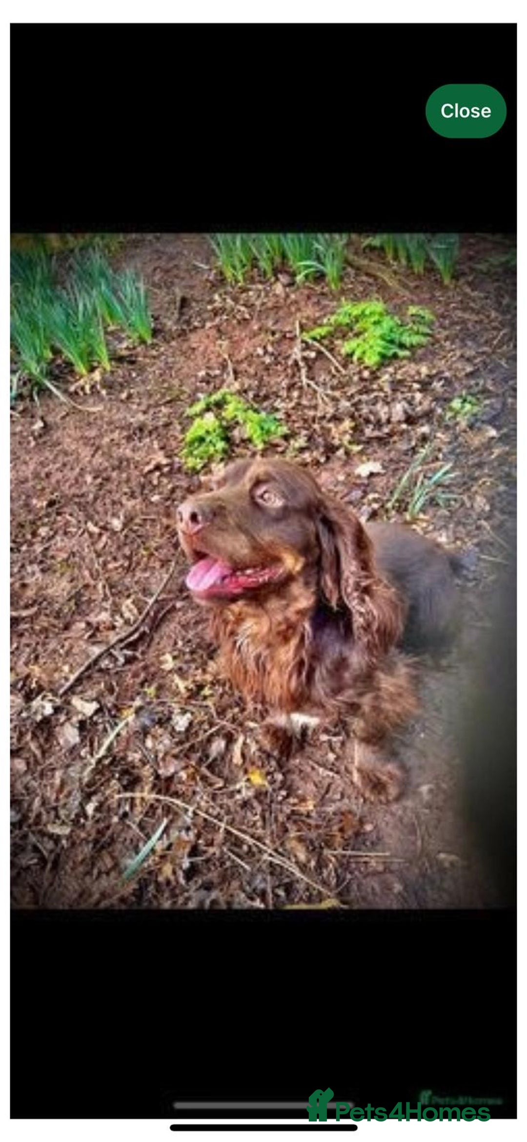 Cocker Spaniel dogs for sale: Quality KC Cocker Spaniels  - Image 4