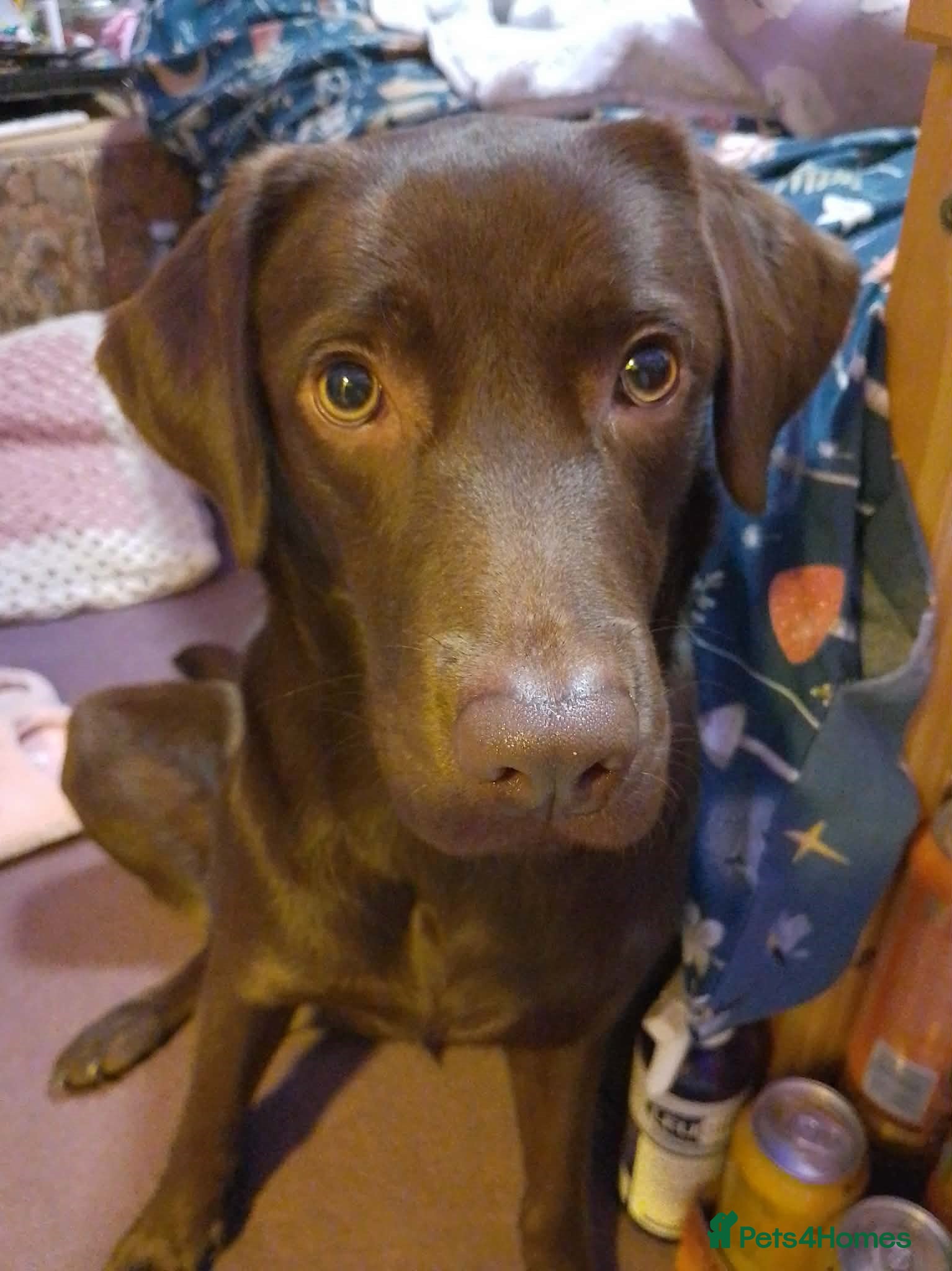 Labrador Retriever dogs Labrador JOIN OUR WAITING LIST DUE 26th MARCH - Advert 1